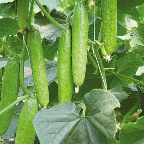Picture of organic 20 Pcs hybrid  fresh Cucumber Seeds