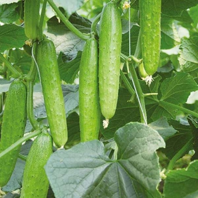 Picture of organic 20 Pcs hybrid  fresh Cucumber Seeds