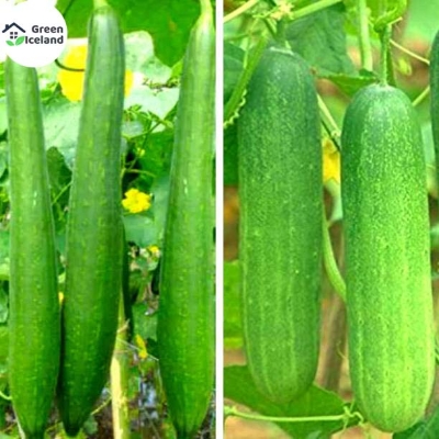 Picture of organic 20 Pcs hybrid  fresh Cucumber Seeds