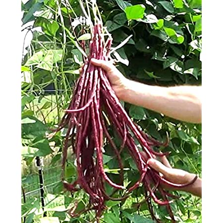 Picture of All Season Red Organic Long Bean Seeds  - 10 Pcs seeds