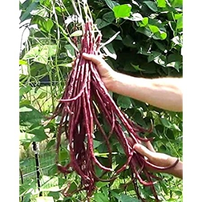 Picture of All Season Red Organic Long Bean Seeds  - 10 Pcs seeds