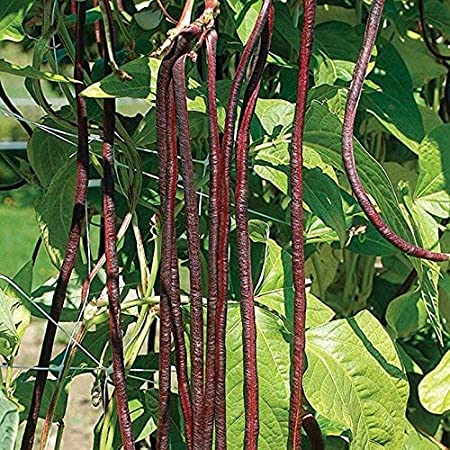 Picture of All Season Red Organic Long Bean Seeds  - 10 Pcs seeds