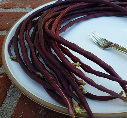 Picture of All Season Red Organic Long Bean Seeds  - 10 Pcs seeds