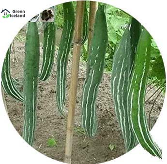 Picture of Organic Deshi Kushi Seeds - 10 Pcs Seeds