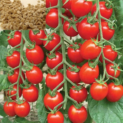 Picture of Top selling Hot Tomato Vegetable Seeds - 30Pcs Seeds