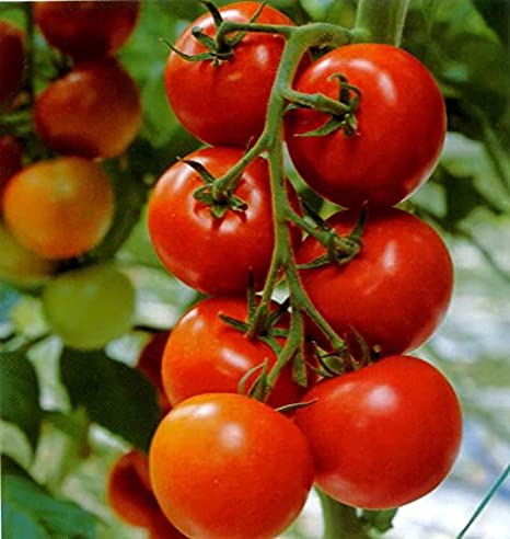 Picture of Top selling Hot Tomato Vegetable Seeds - 30Pcs Seeds