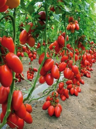 Picture of Top selling Hot Tomato Vegetable Seeds - 30Pcs Seeds