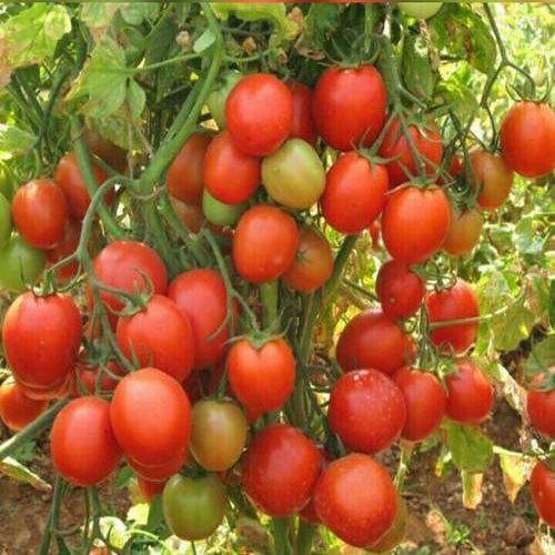 Picture of Top selling Hot Tomato Vegetable Seeds - 30Pcs Seeds