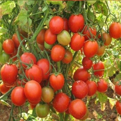 Picture of Top selling Hot Tomato Vegetable Seeds - 30Pcs Seeds