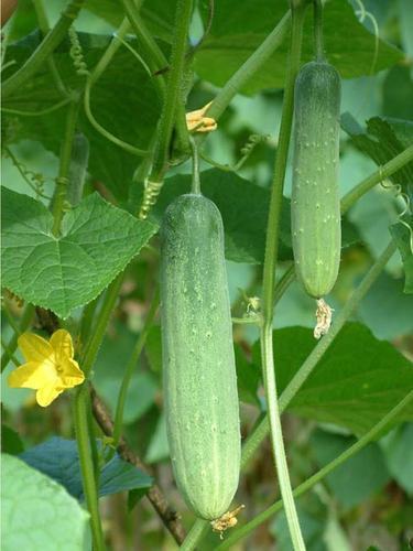 Picture of 20 Pcs Organic Cucumber Vegetable Seeds