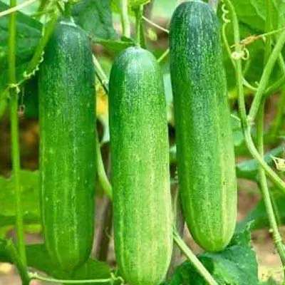 Picture of 20 Pcs Organic Cucumber Vegetable Seeds