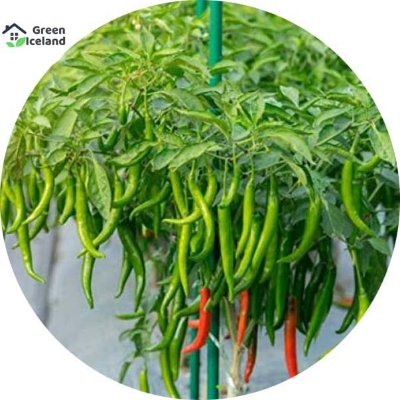 Picture of Deshi Long Spicy Green Chili Seeds  - 30 Pcs 