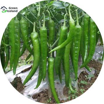 Picture of Deshi Long Spicy Green Chili Seeds  - 30 Pcs 