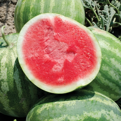 Picture of Global Sweet Lazy King Watermelon Seeds -10 Pcs Seeds