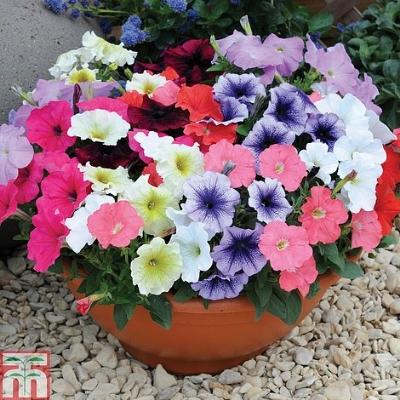 Picture of Organic Mix Color Petunia Flower Tree Seeds - 20 Pcs Seeds