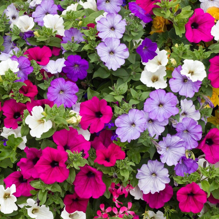 Picture of Organic Mix Color Petunia Flower Tree Seeds - 20 Pcs Seeds
