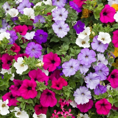 Picture of Organic Mix Color Petunia Flower Tree Seeds - 20 Pcs Seeds