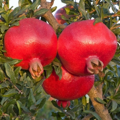 Picture of Global Red Vedana Fruit All Season Bonsai Seeds - 10 Pcs Seeds