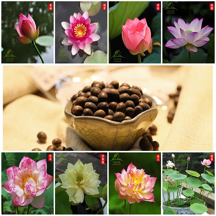 Picture of Global Water Lily Bonsai seeds- 5 Pcs (Lotus) seedS