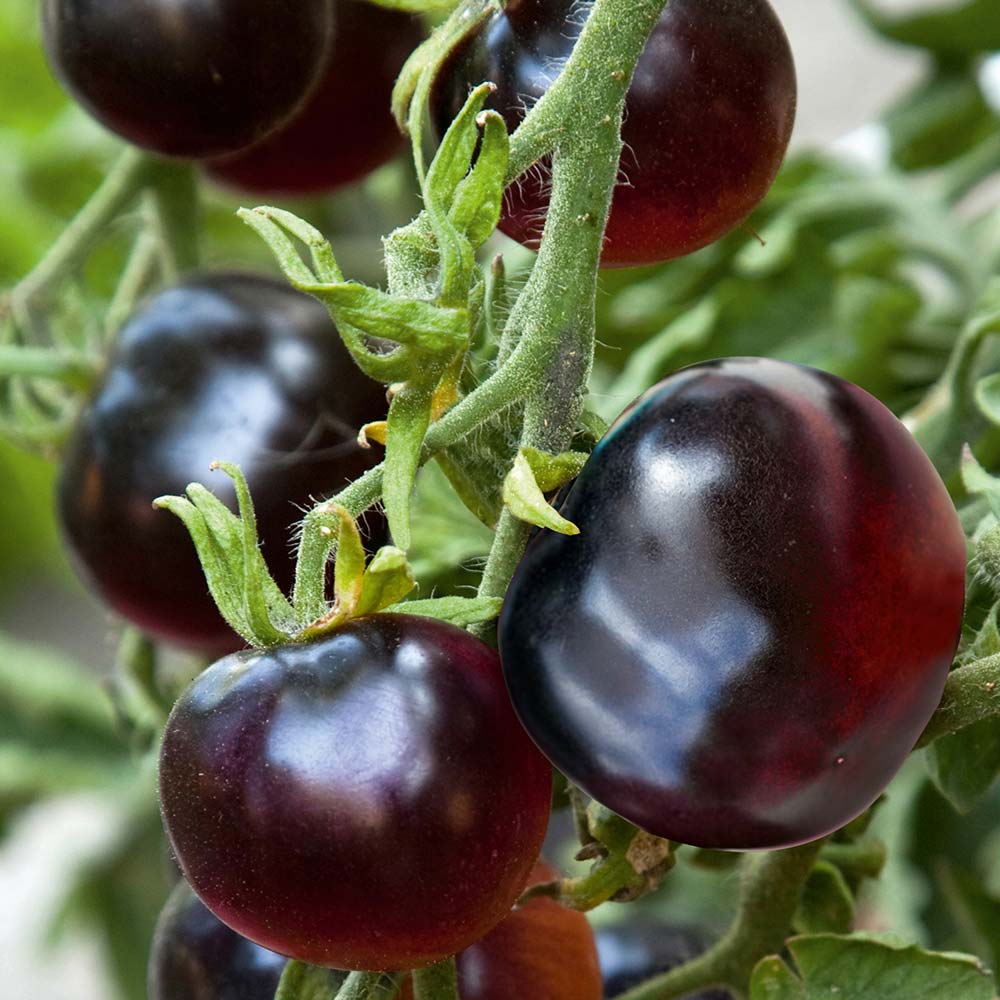 Picture of All Season Global Black Cherry Tomato Vegetable Seeds - 20 Pcs Seeds