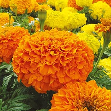 Picture of 20 Pcs All Season Marigold Flower Bonsai Seeds