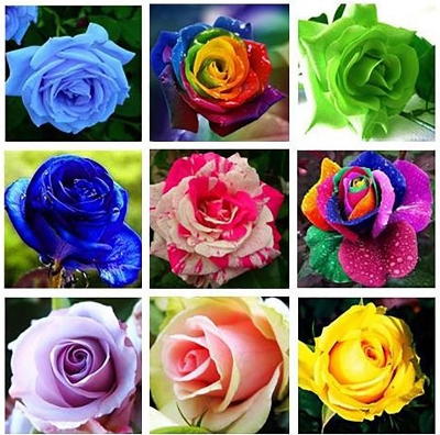 Picture of All Season Natural Rainbow Mix Roses Flower Seeds  - 5 Pcs Seeds