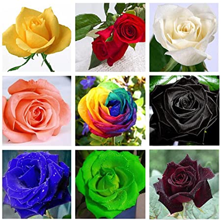 Picture of All Season Natural Rainbow Mix Roses Flower Seeds  - 5 Pcs Seeds