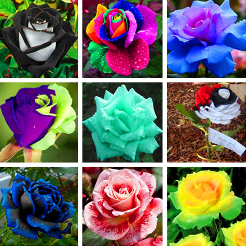 Picture of All Season Natural Rainbow Mix Roses Flower Seeds  - 5 Pcs Seeds