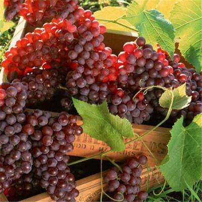 Picture of Sweet Grape seeds Farm Outdoor Bonsai Plants Potted for Home Garden Seeds -10Pcs