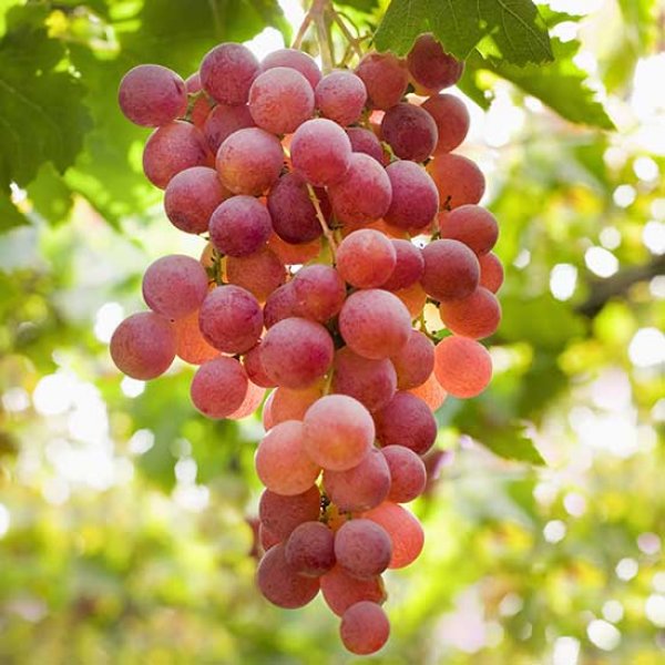 Picture of Sweet Grape seeds Farm Outdoor Bonsai Plants Potted for Home Garden Seeds -10Pcs