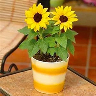 Picture of Bonsai All Season Sunflower  Seeds-10 Pcs Seeds