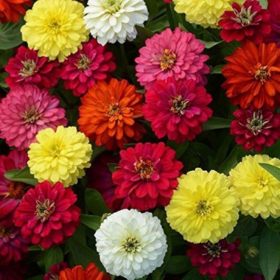 Picture of All Season Mix Zinnia Flower California Seeds -20 Pcs seeds