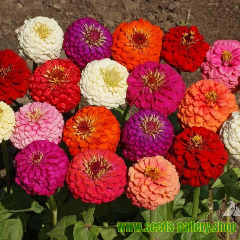 Picture of All Season Mix Zinnia Flower California Seeds -20 Pcs seeds