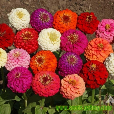 Picture of All Season Mix Zinnia Flower California Seeds -20 Pcs seeds