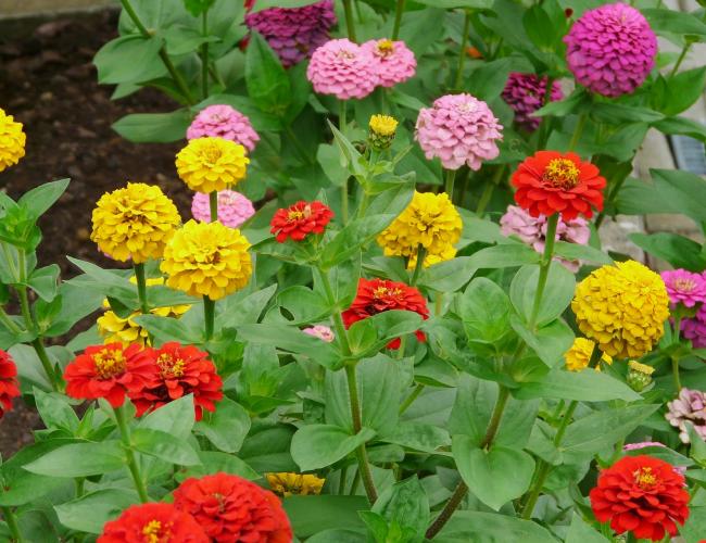 Picture of All Season Mix Zinnia Flower California Seeds -20 Pcs seeds