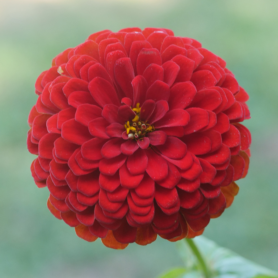 Picture of All Season Mix Zinnia Flower California Seeds -20 Pcs seeds