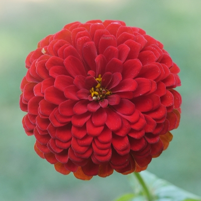 Picture of All Season Mix Zinnia Flower California Seeds -20 Pcs seeds