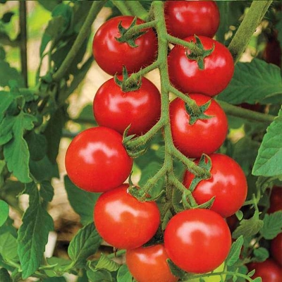 Picture of Hybrid Hot Tomato Seed 30pcs Seeds