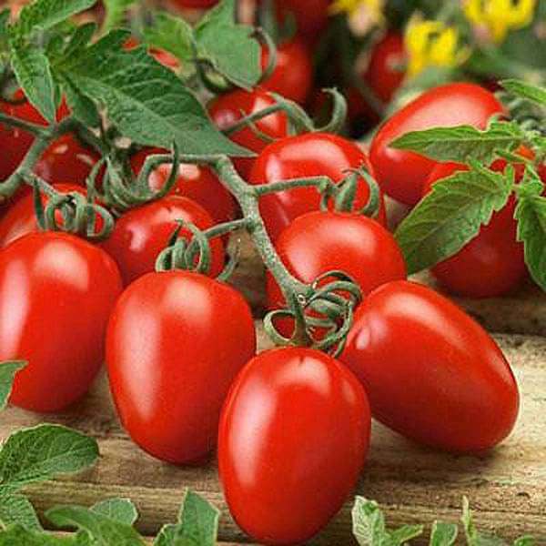 Picture of Hybrid Hot Tomato Seed 30pcs Seeds