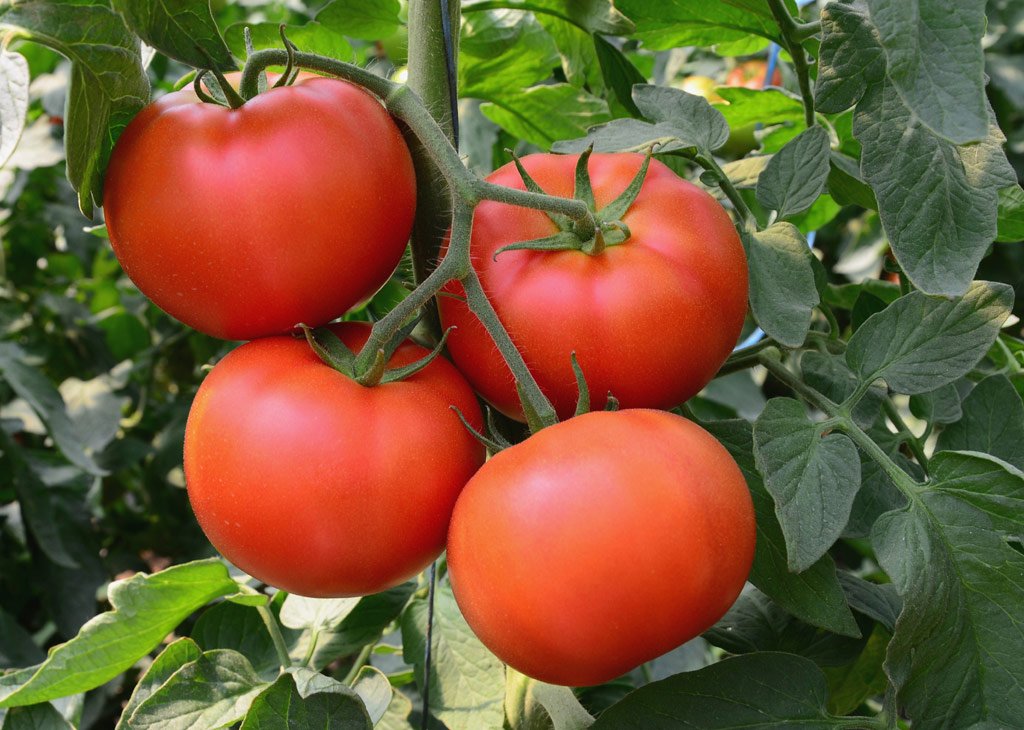 Picture of Hybrid Hot Tomato Seed 30pcs Seeds