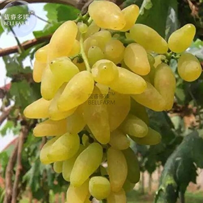 Picture of Egrow 15 Pcs/Pack Sweet Finger Grape Seed Garden Planting Potted Fruit Grapes Plant-15Pcs Seeds