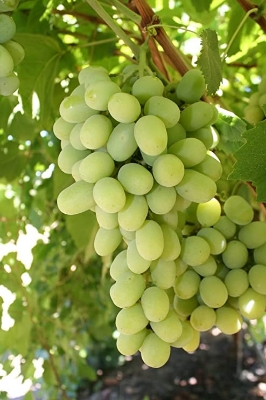 Picture of Egrow 15 Pcs/Pack Sweet Finger Grape Seed Garden Planting Potted Fruit Grapes Plant-15Pcs Seeds