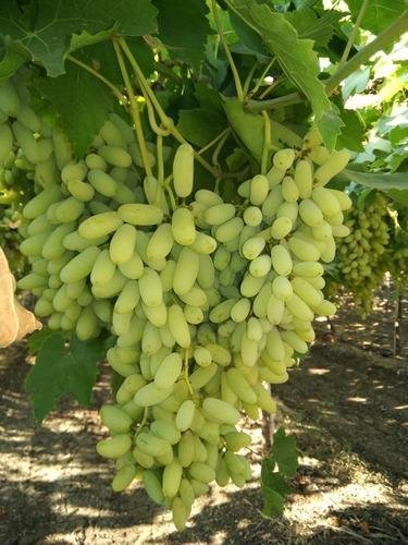 Picture of Egrow 15 Pcs/Pack Sweet Finger Grape Seed Garden Planting Potted Fruit Grapes Plant-15Pcs Seeds