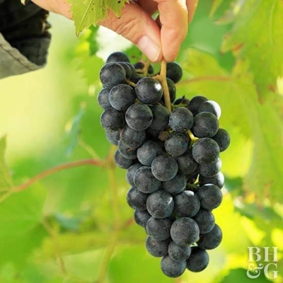 Picture of All Season 20 Pcs Black Sweet Finger Grape America Giant Grape Bonsai