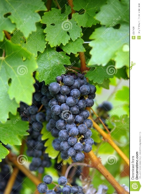 Picture of All Season 20 Pcs Black Sweet Finger Grape America Giant Grape Bonsai