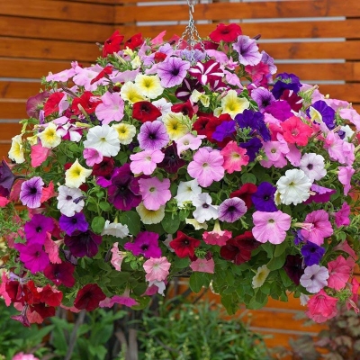 Picture of All Season Global Mix Petunia - 35+ Seeds