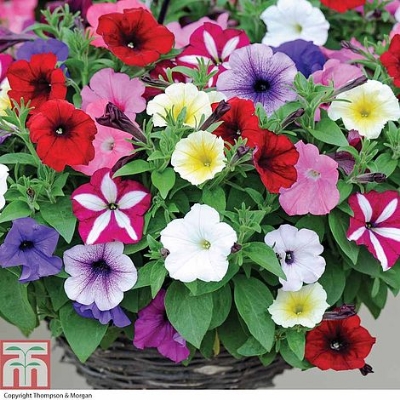 Picture of All Season Global Mix Petunia - 35+ Seeds