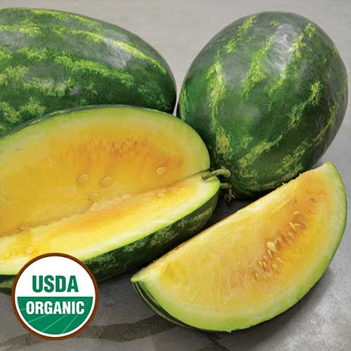 Picture of Rare Huangxiao Fu small yellow watermelon bonsai Seeds 10 pcs healthy vegetable bonsais- 10Pcs seeds