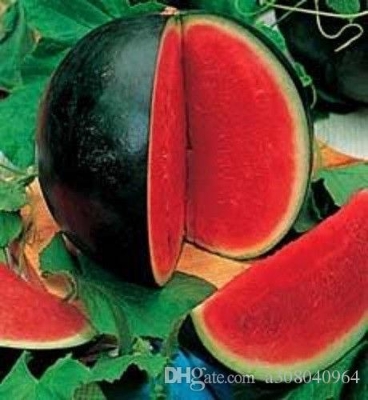 Picture of SUGAR BABY WATERMELON Citrullus lanatus Fruit Seeds garden decoration plant- 10pcs seeds