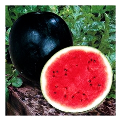 Picture of SUGAR BABY WATERMELON Citrullus lanatus Fruit Seeds garden decoration plant- 10pcs seeds